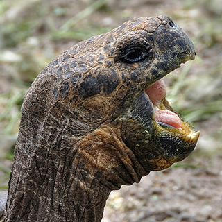 Galapagos - Santa Cruz - Tortoise